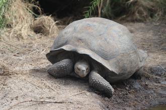 Giant Tortoise