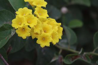 Yellow flower
