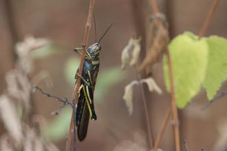 Grasshopper