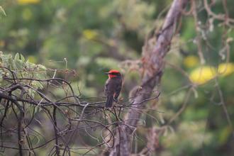 Vermillion Flycatcher
