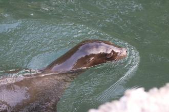 Swimming Sealion