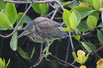 Striated Heron