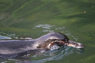 Penguin swimming