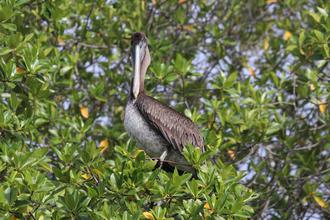 Pelican