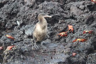 Flightless Cormorant and Crabs