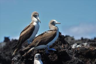 Blue-footed Boobys