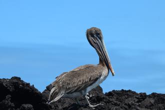 Pelican