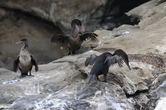 Flightless Cormorants