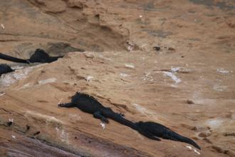Marine Iguanas