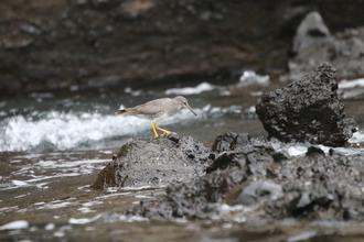 Wandering Tattler