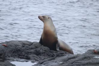Sealion
