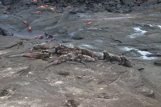 Iguanas and Crabs