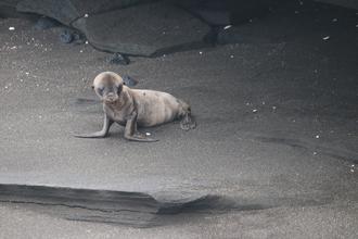 Baby Sealion