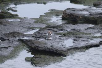 Semipalmated Plover