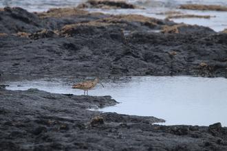 Whimbrel
