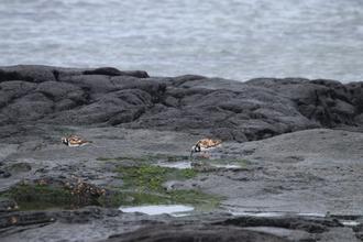 Ruddy Turnstones