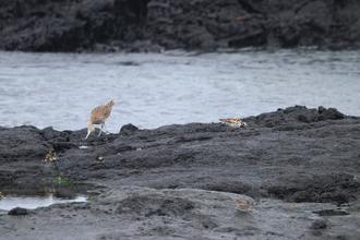 Whimbrel and Ruddy Turnstone