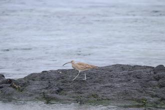 Whimbrel