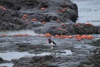 American Oystercatcher and Crabs