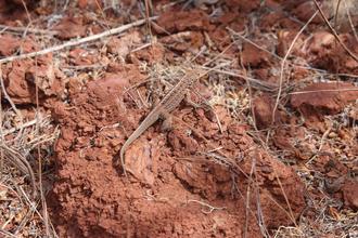 Sand Lizard
