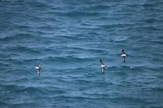 Audubon's Shearwaters