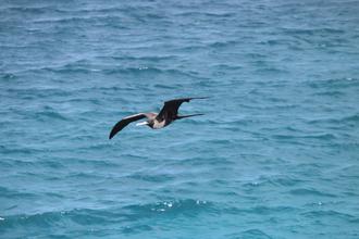Female Frigate Bird