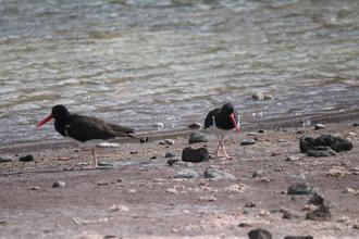 American Oystercatchers