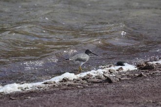 Wandering Tattler