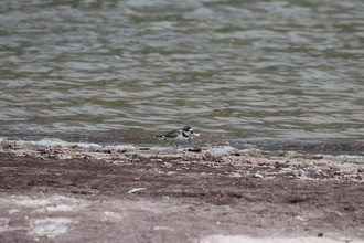 Semipalmated Plover