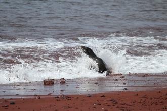 Sealion