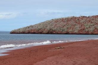 Sealion on the beach