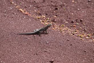 Sand Lizard