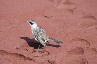 Galapagos Mockingbird