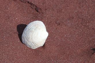 Shell on red sand