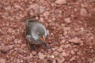 Darwin Finch