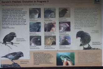 Darwin Finch Poster