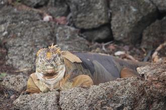 Land Iguana