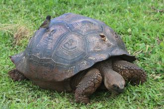 Darwin Finch on Giant Tortoise