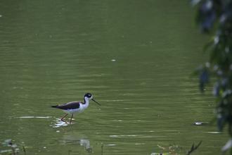 Black-winged Stilt