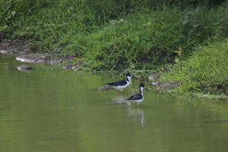 Black-winged Stilts