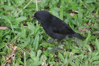 Darwin Finch
