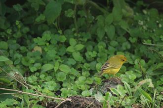 Yellow Warbler