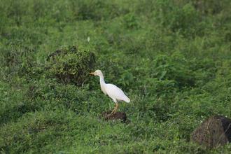 Egret