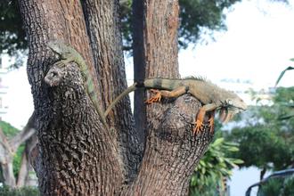 Iguanas climbing a tree