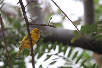 Citron-headed Yellowfinch