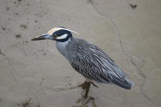 Yellow-crowned Night-heron