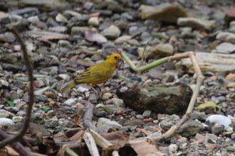 Citron-headed Yellowfinch