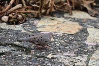 Picui Ground Dove