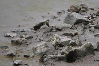 Sandpiper?