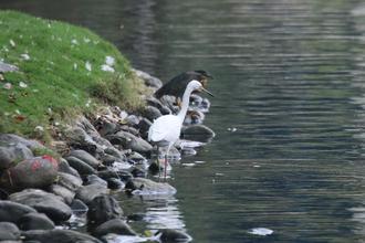 Egret and Heron